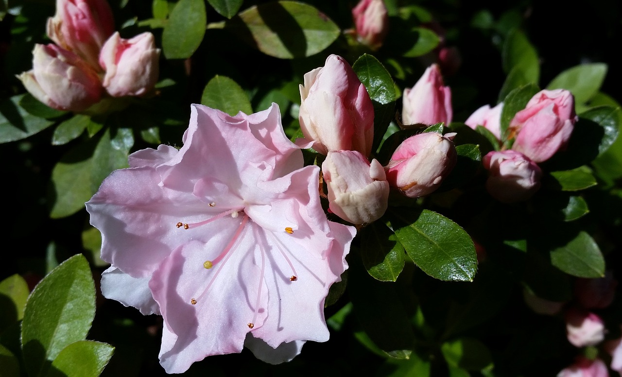 Image - pink azalea buds flower