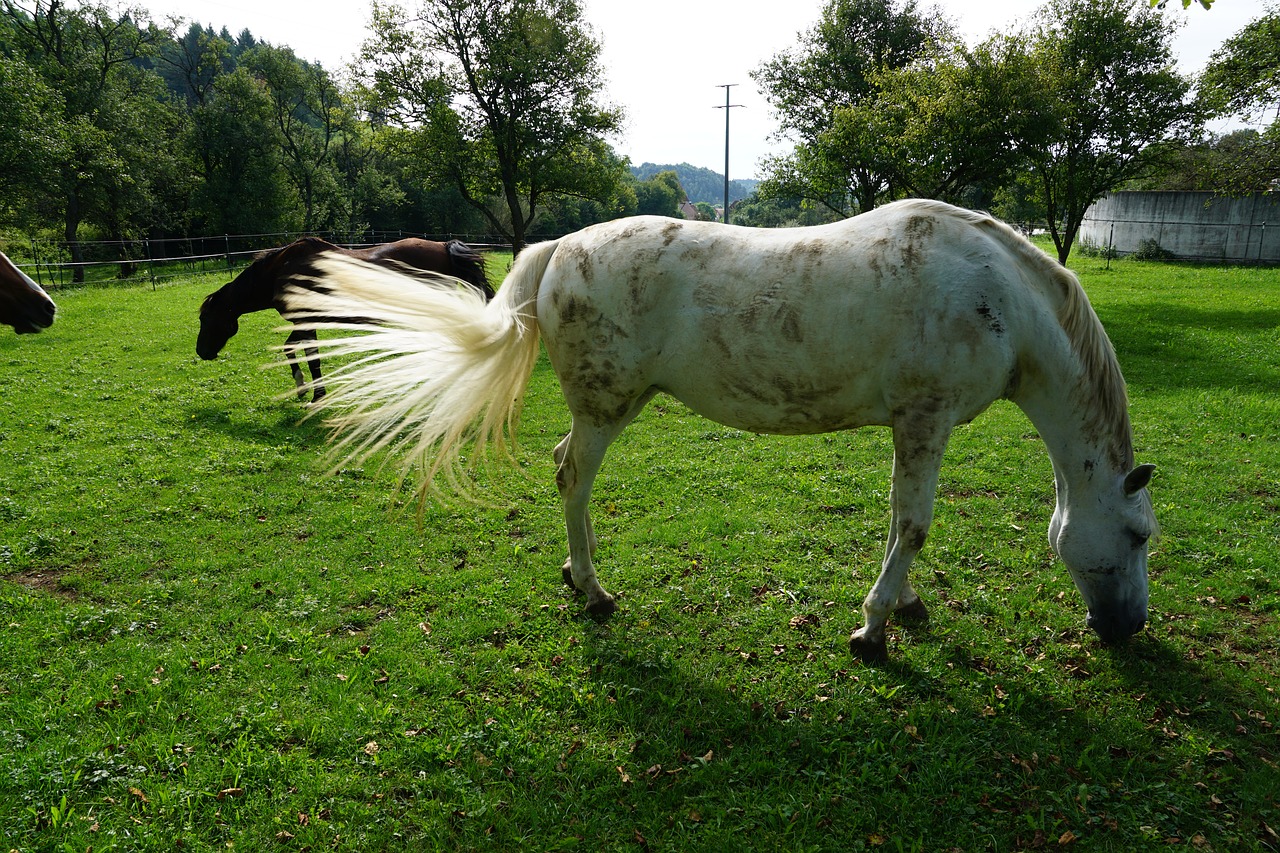 Image - horse nature pasture garden tree