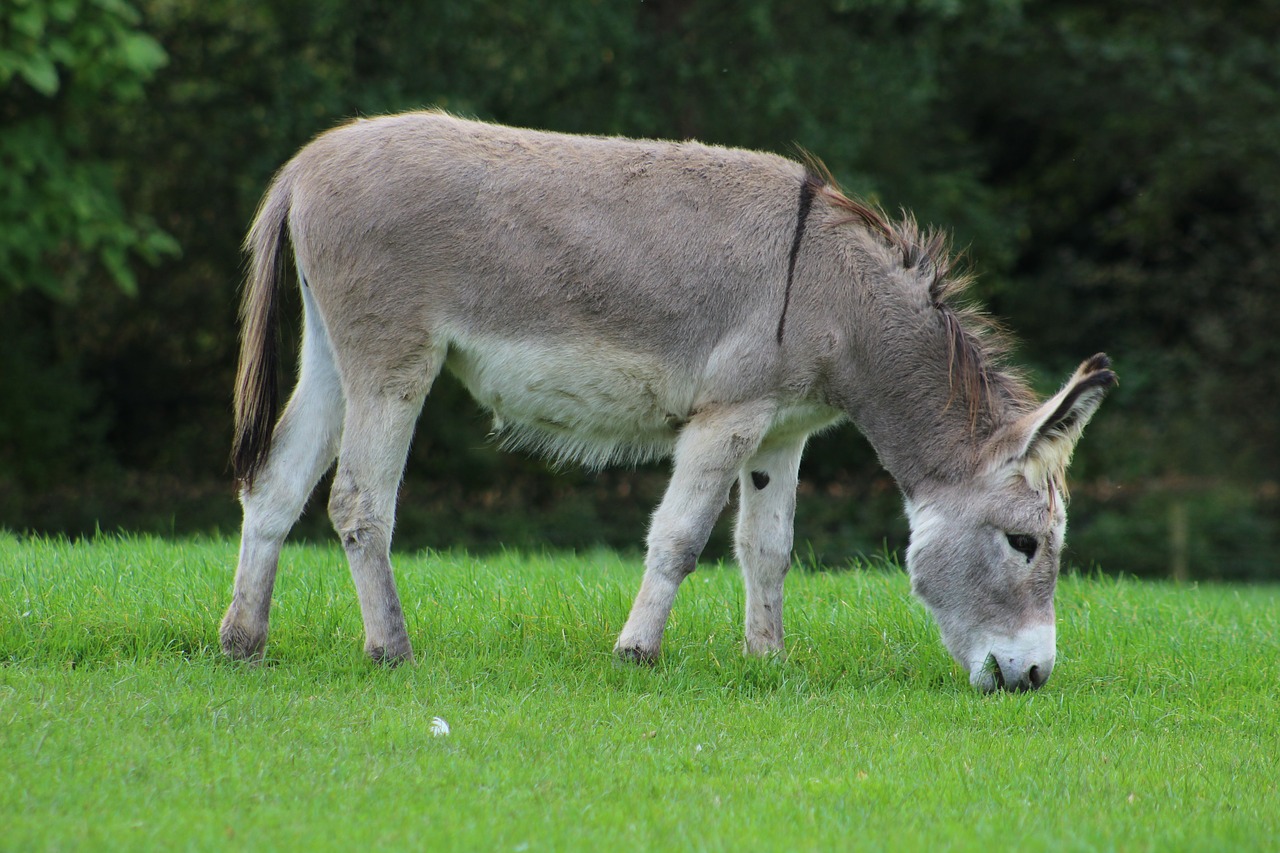 Image - donkey horse animal farm