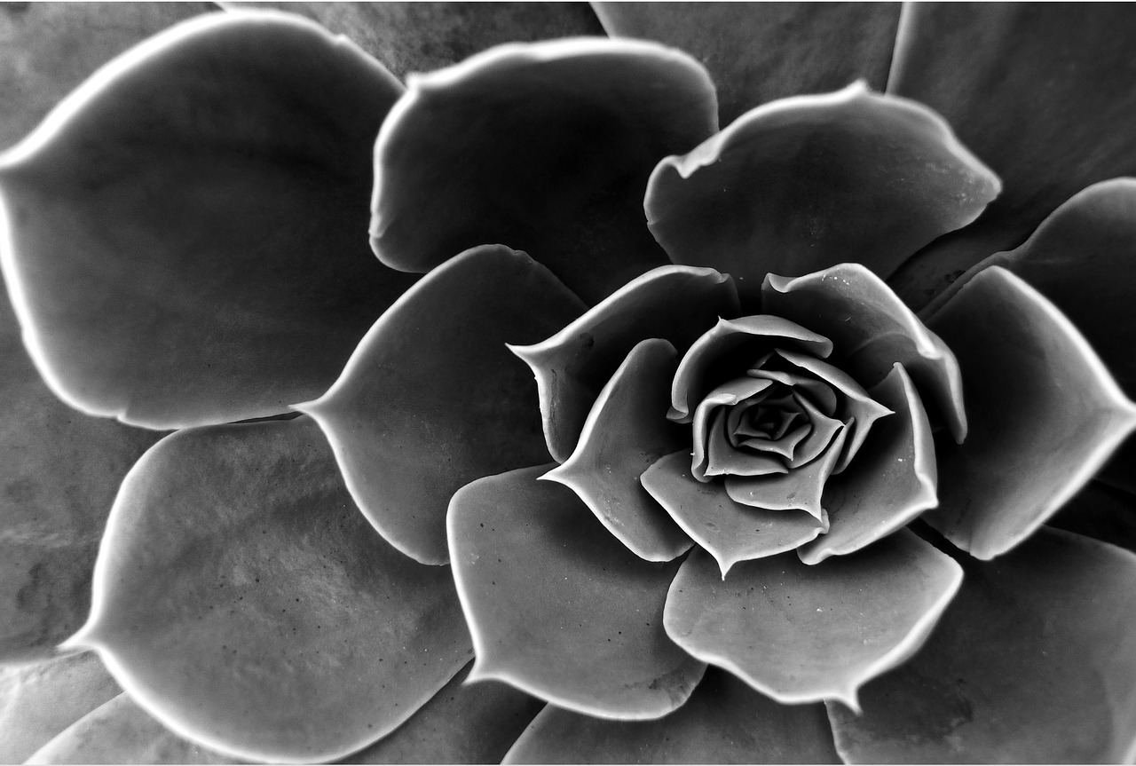 Image - cactus flower black and white aloe