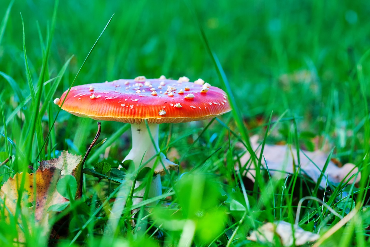 Image - fly agaric mushroom meadow