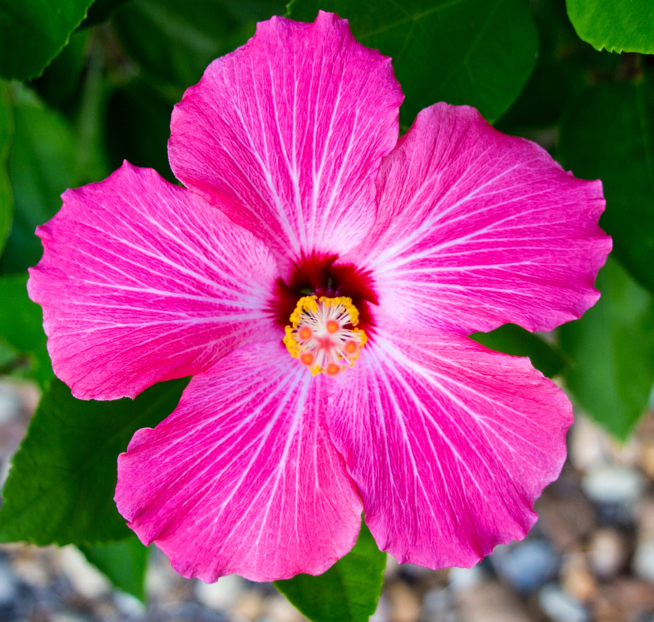 Image - hibiscus flower pink tropical