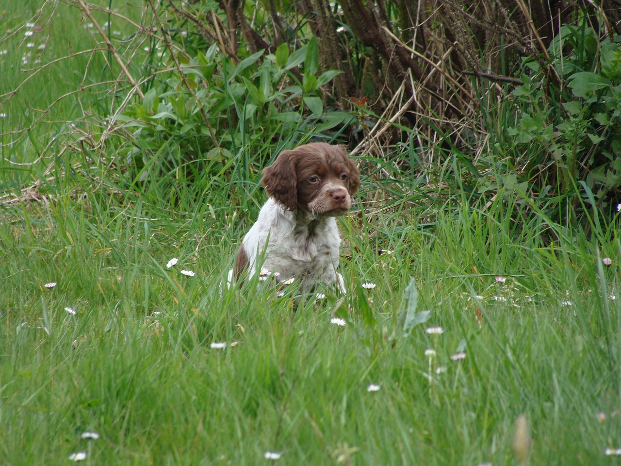 Image - puppy spaniel happy dog