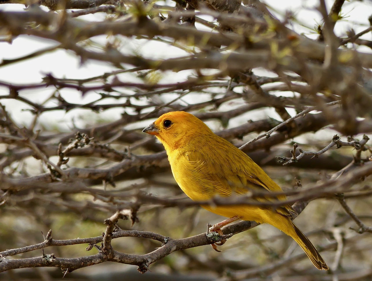 Image - bird desert tacacoa colombia