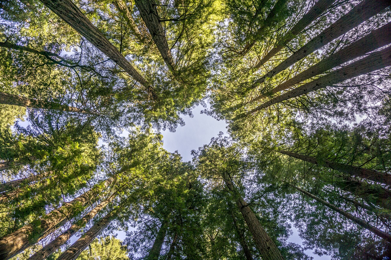 Image - trees muir woods marin county