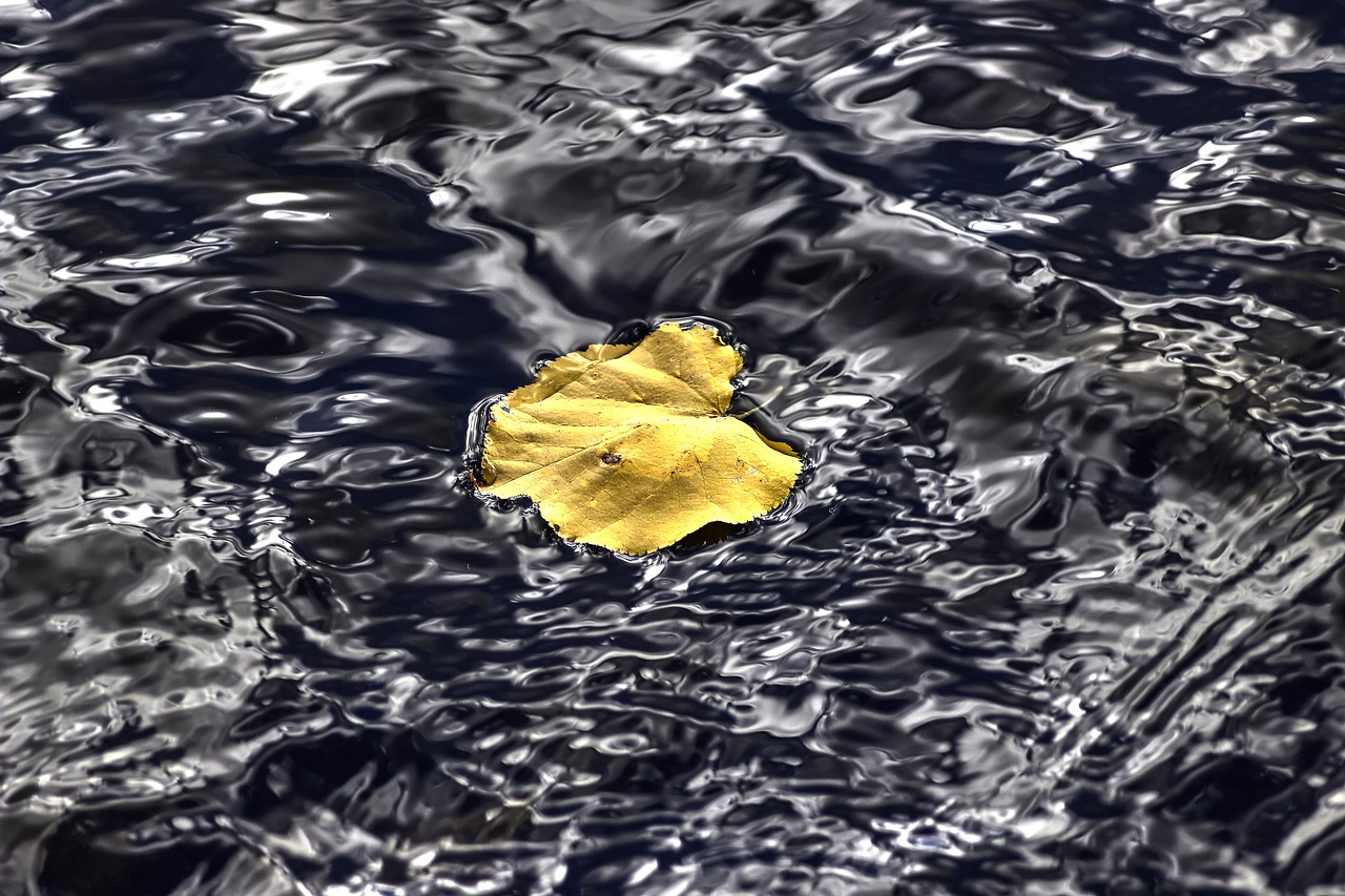 Image - sheet water nature yellow leaves