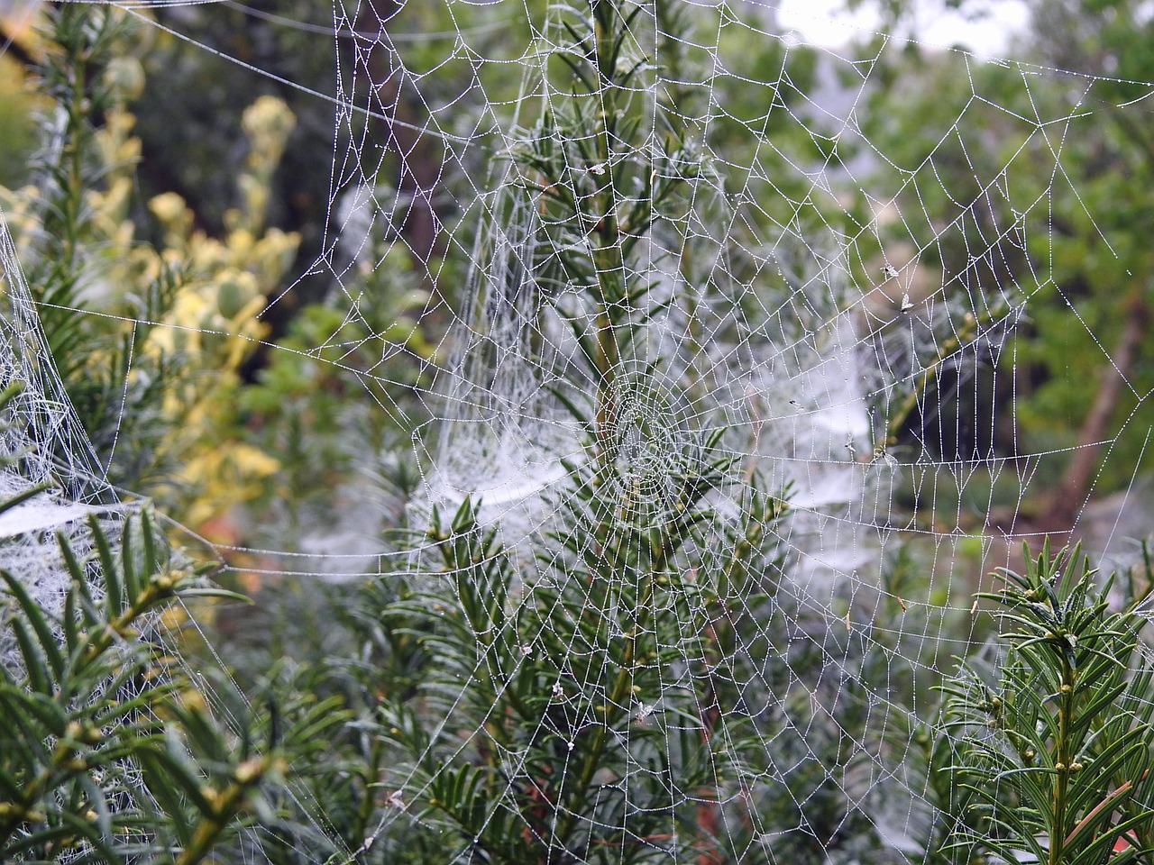 Image - canvas spider garden