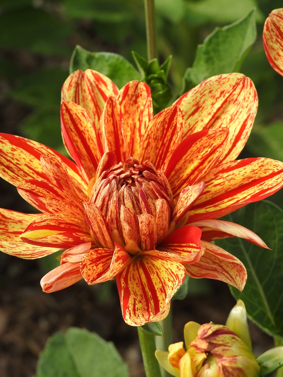 Image - dahlia gold flower