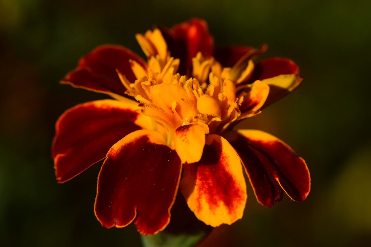 Image - marigold close golden red orange