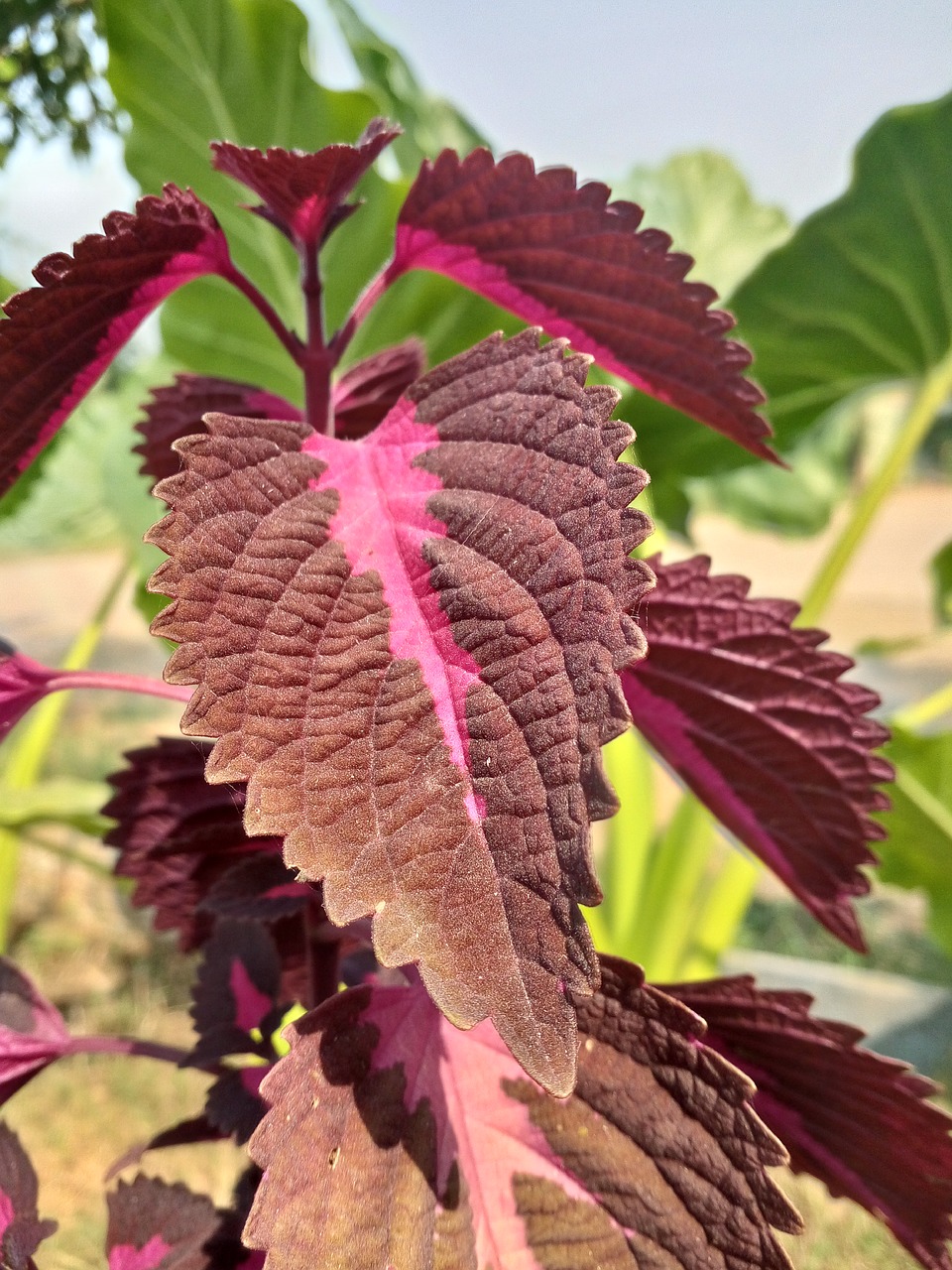 Image - leaf leaves shades purple pink