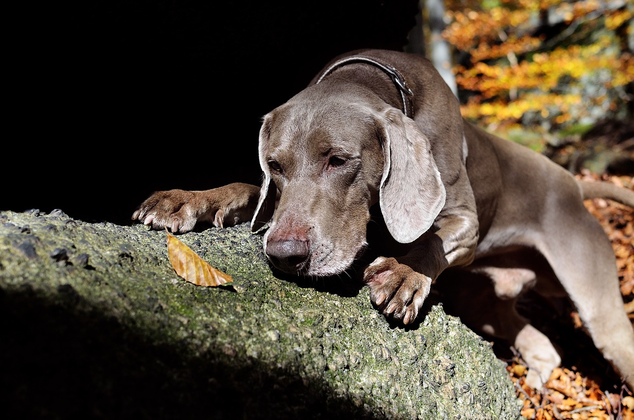 Image - weimaraner autumn dog