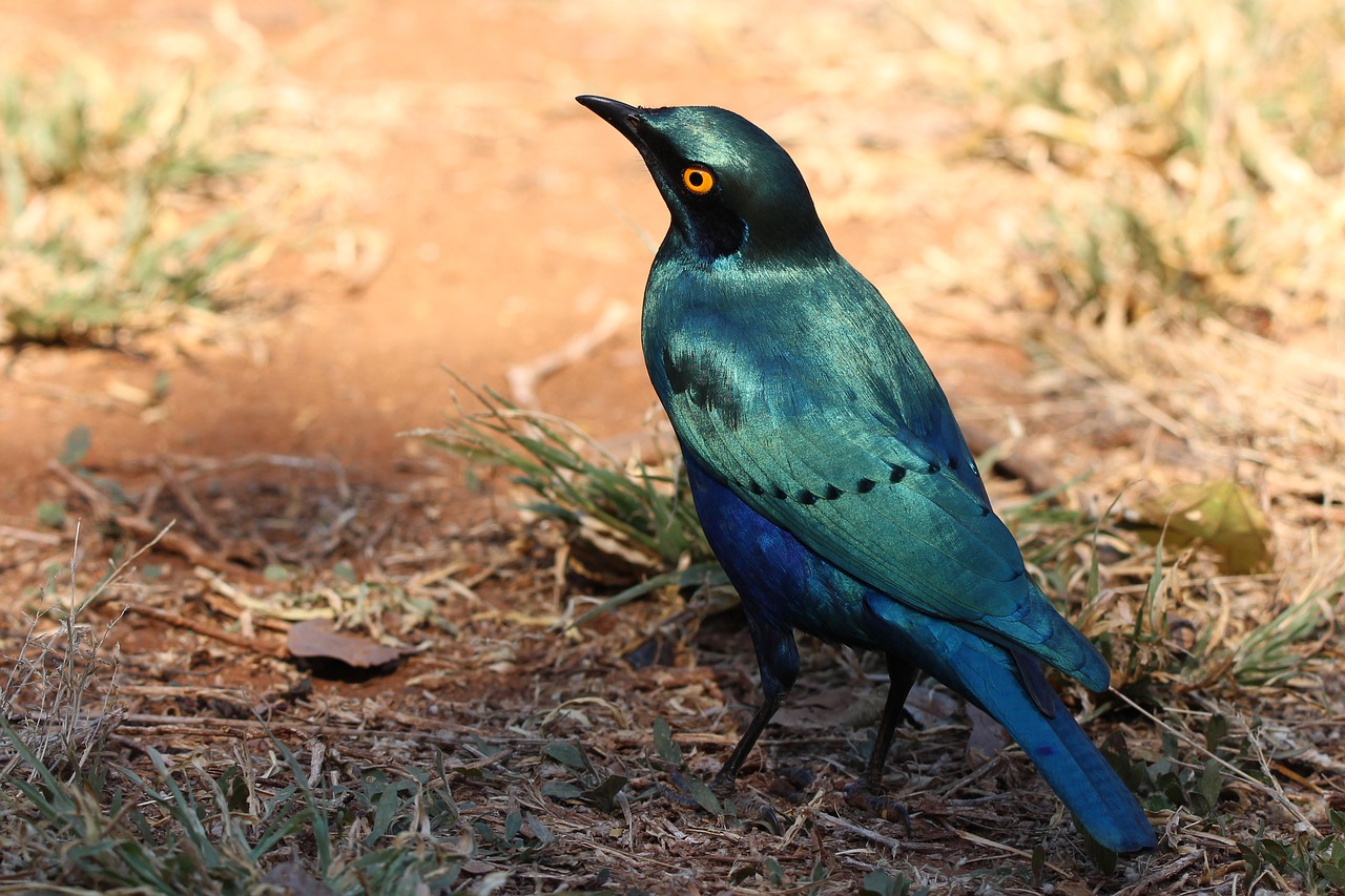 Image - starling blue bird wild green