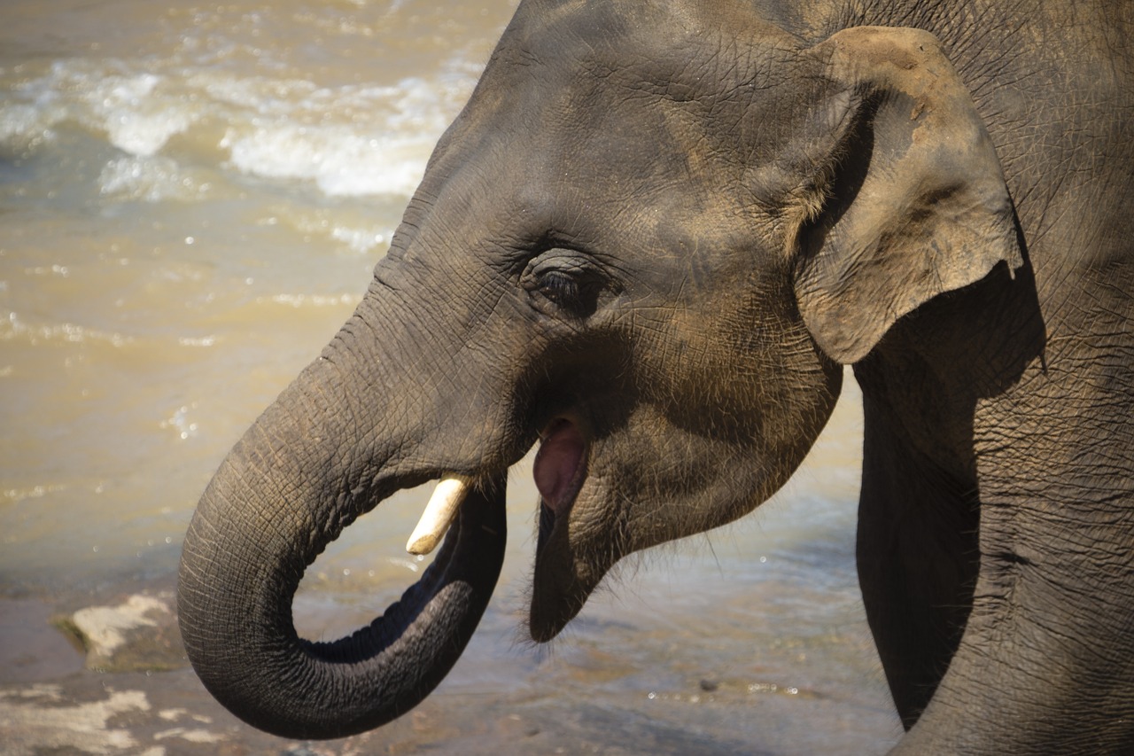 Image - elephant proboscis baby elephant