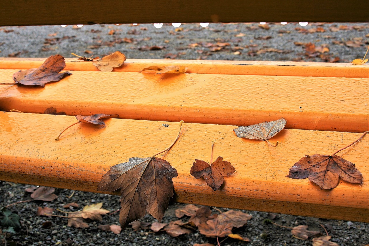 Image - bench yellow autumn foliage