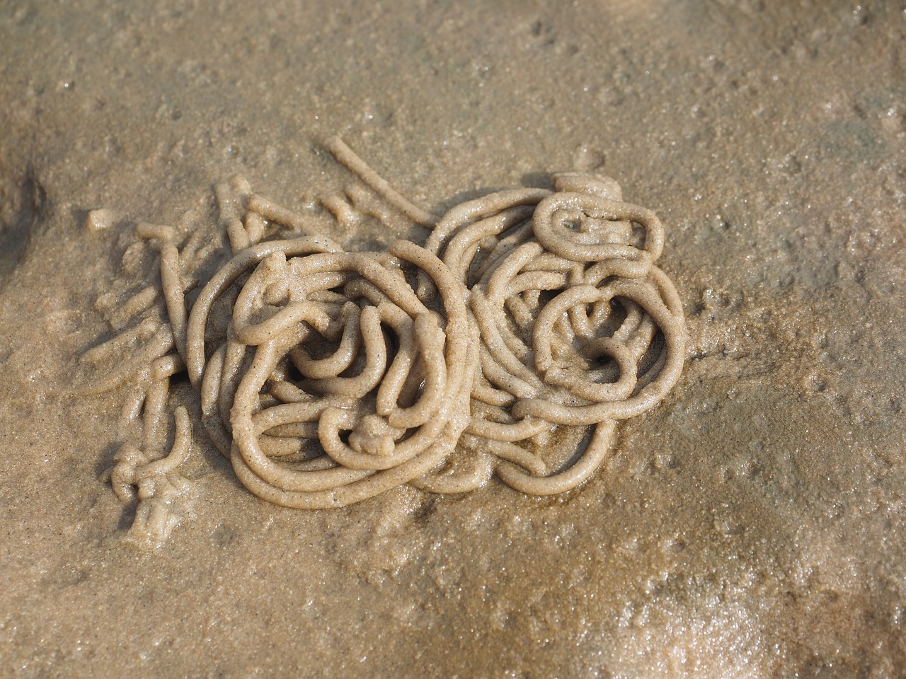 Image - watt worm pile lugworm worm