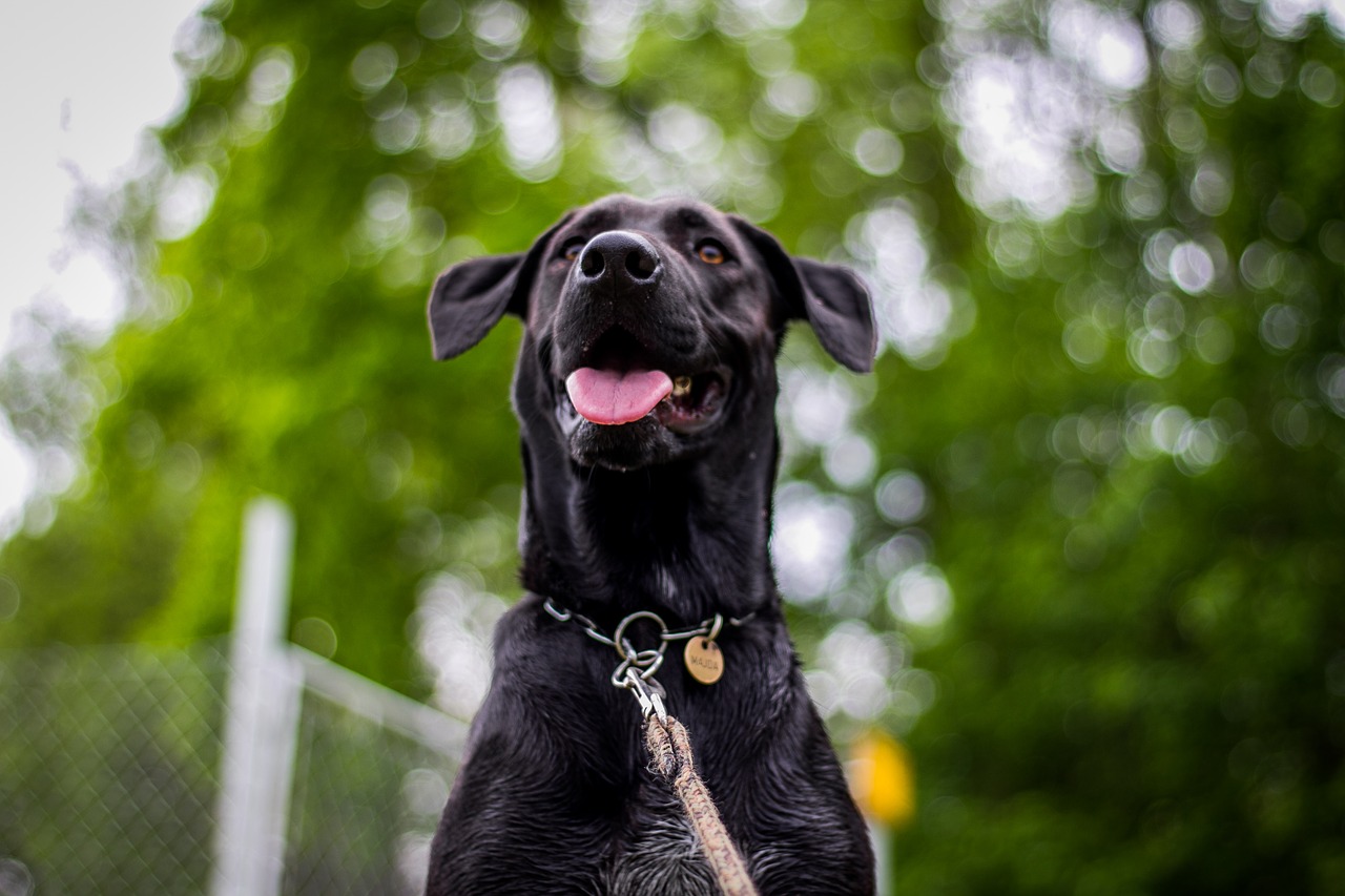 Image - dog head nature snout great dane