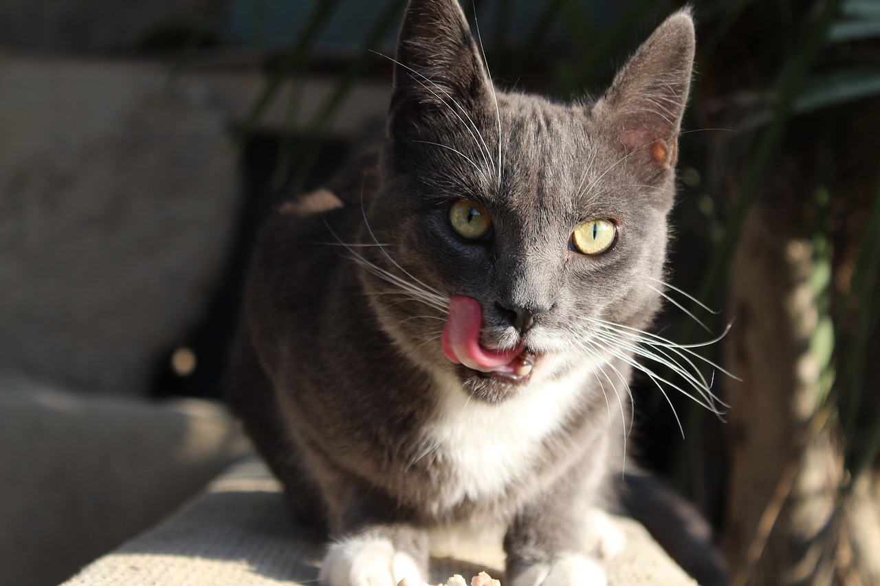 Image - cat grey pet feline language