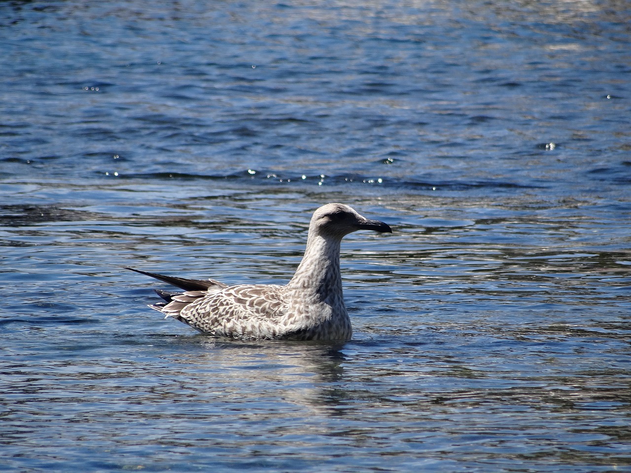 Image - sea animal seagull blue wave