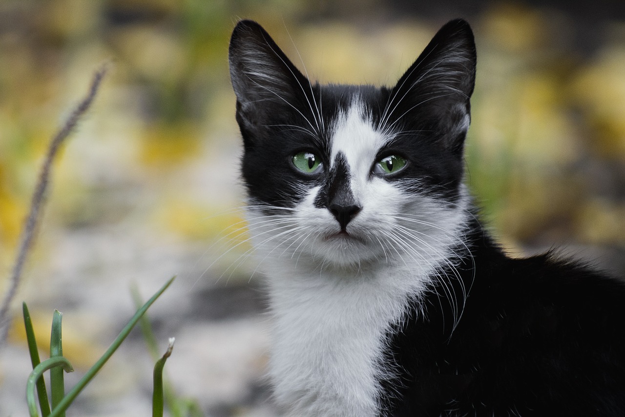 Image - cat photo pet kitten eyes animal