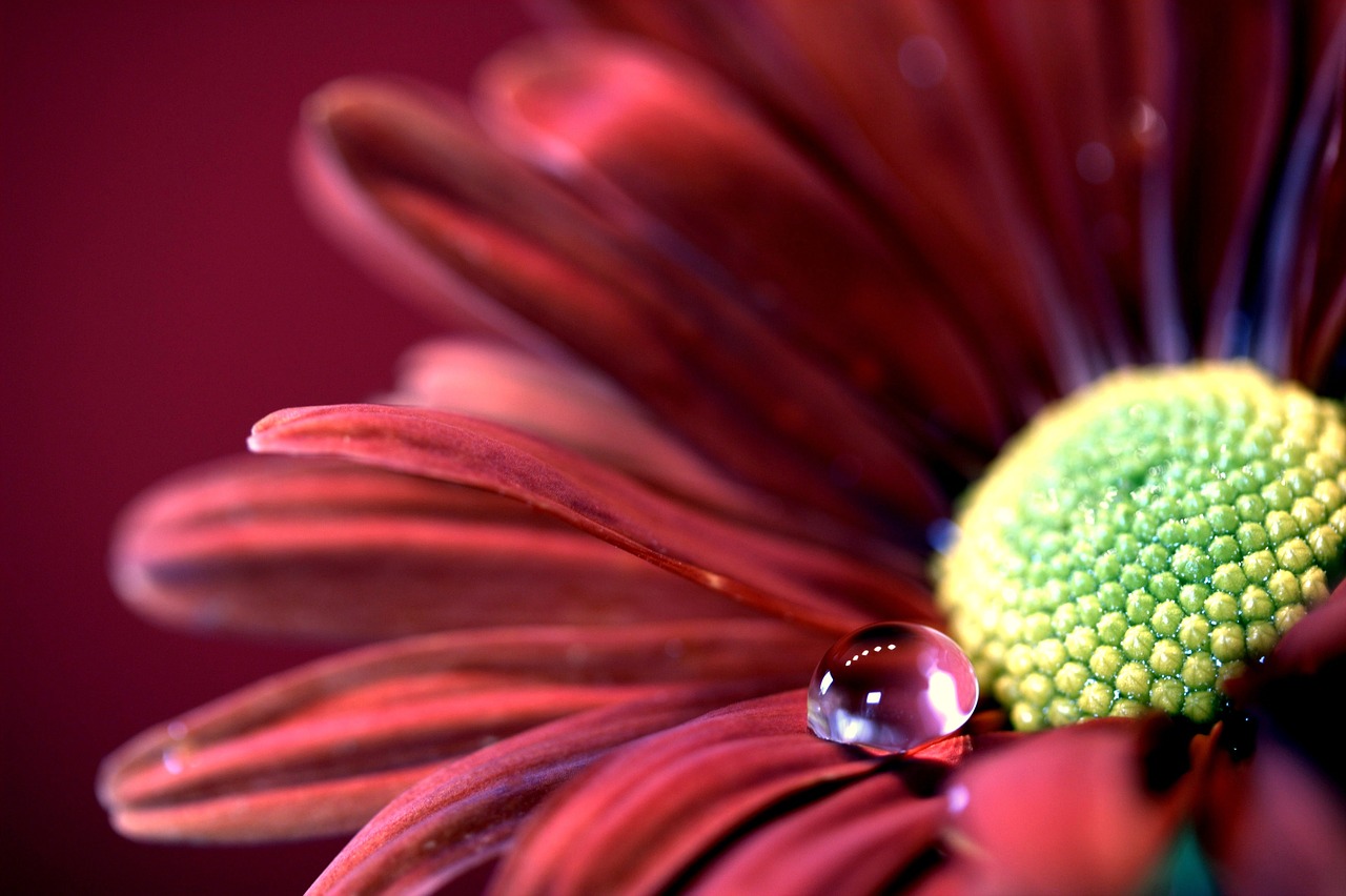 Image - aster autumn drip blossom bloom