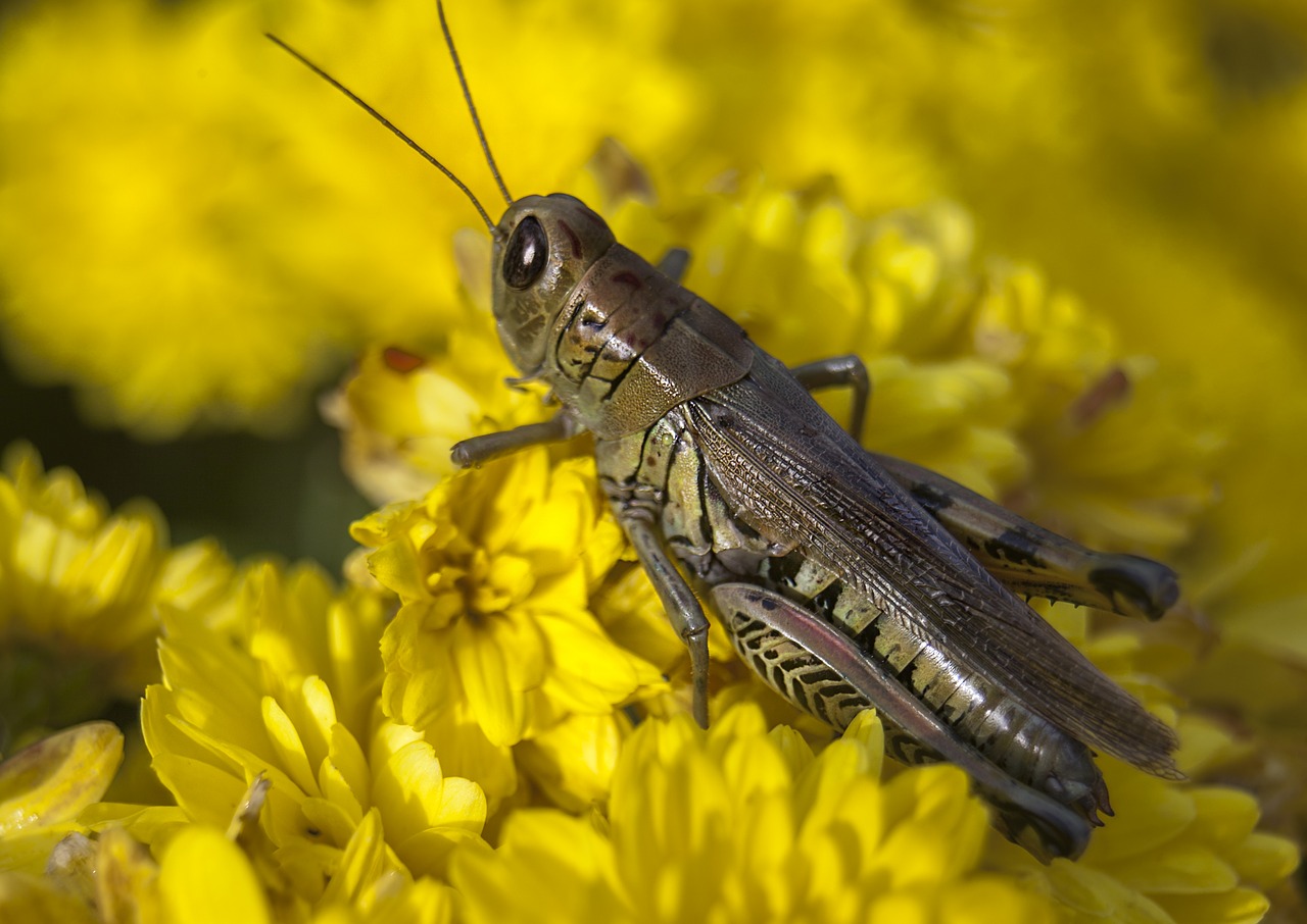 Image - grasshopper bug insect nature