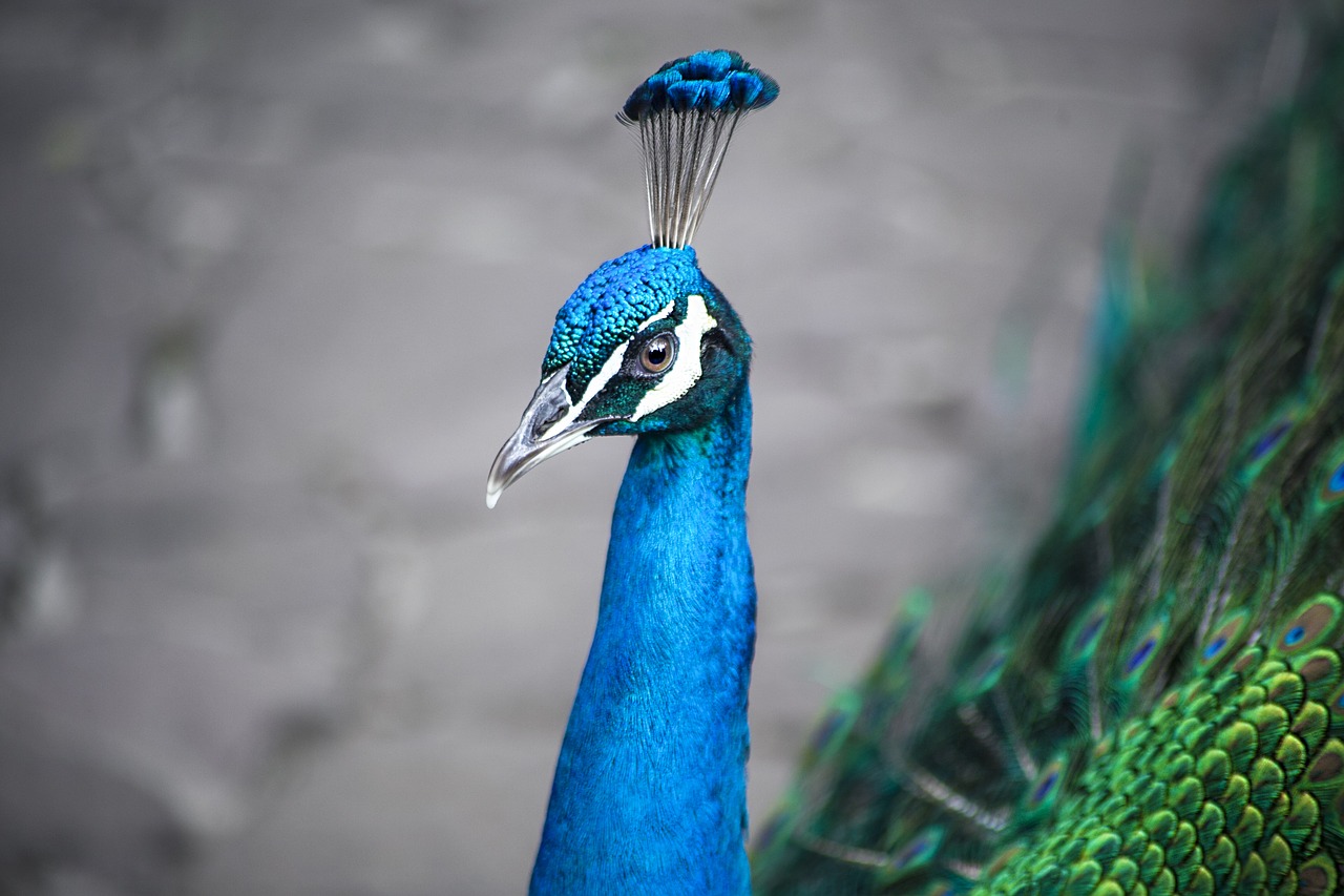 Image - peacock bird animal nature feather