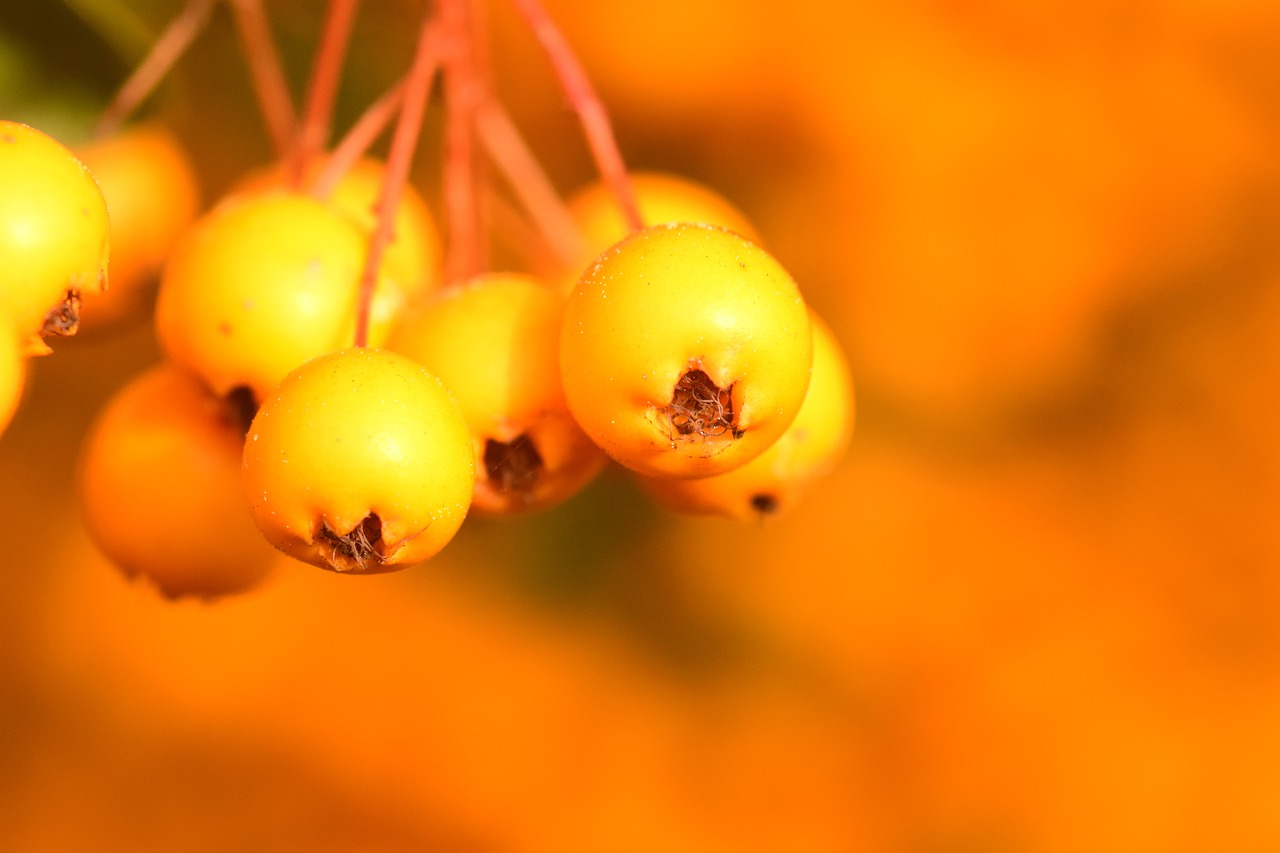 Image - rowan yellow fruits berries autumn