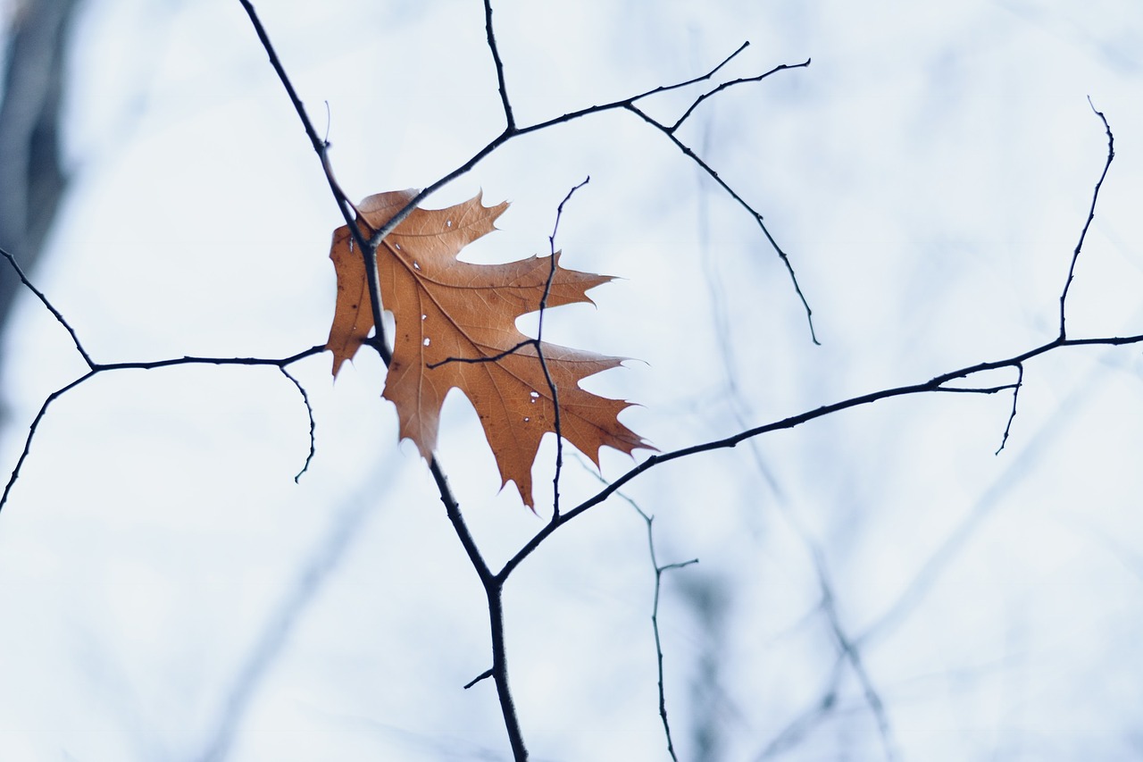 Image - leaf winter fall dead leaf nature