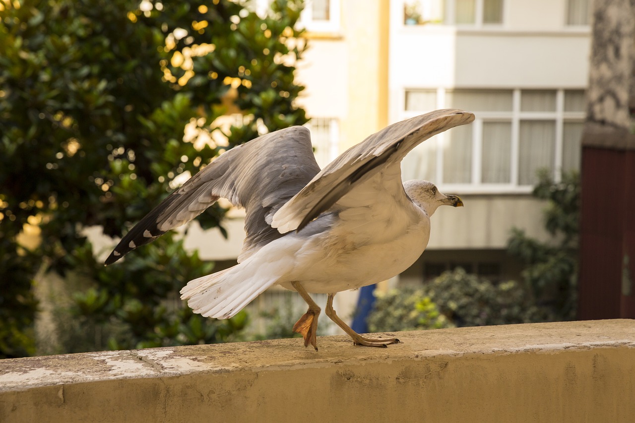 Image - white bird seagull alive animal