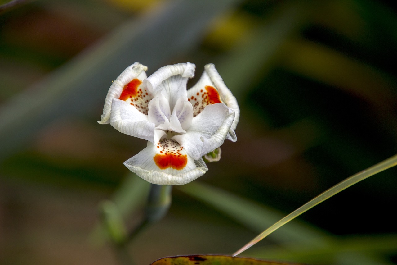 Image - flower nature green garden plant
