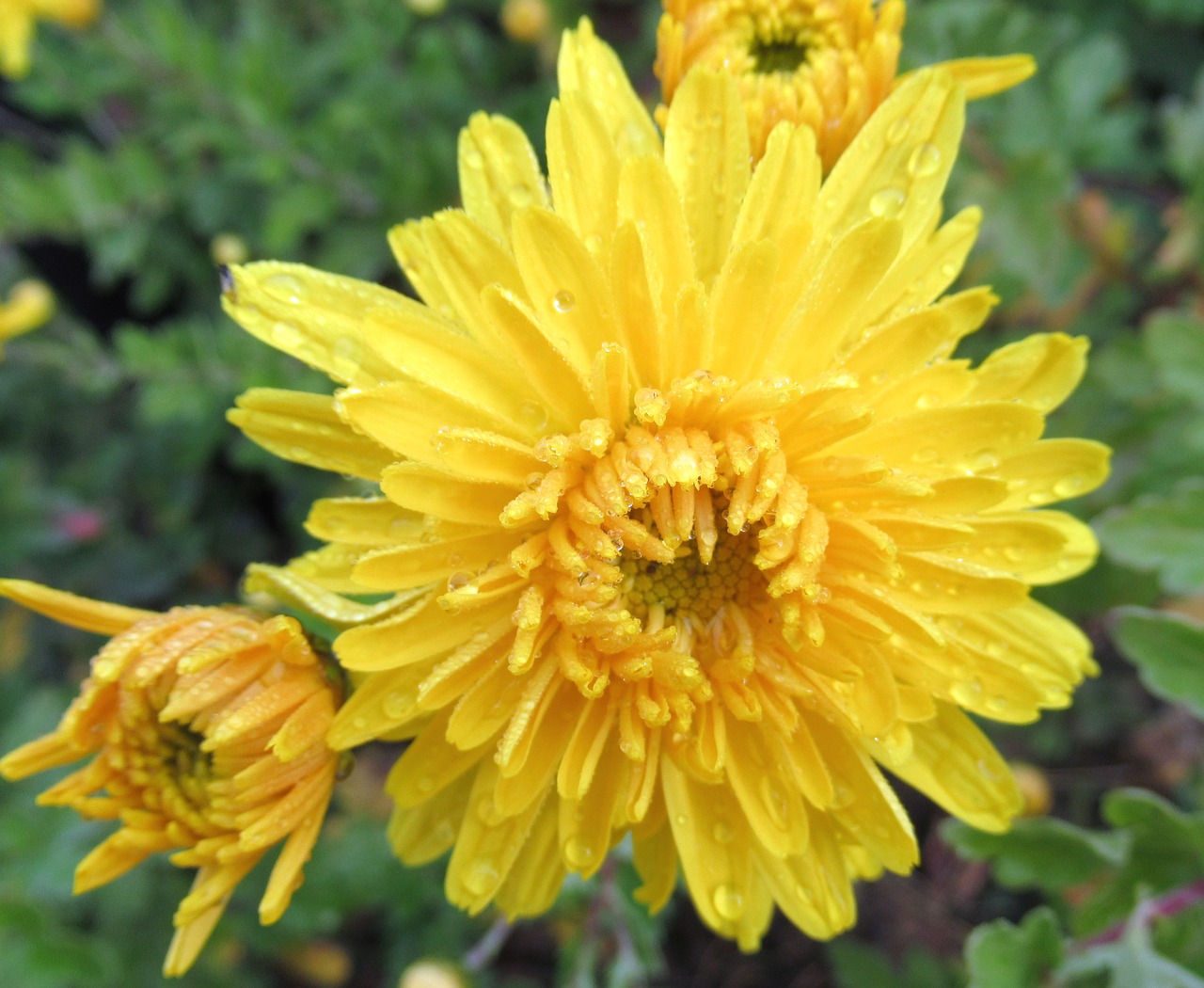 Image - rain autumn yellow chrysanthemum