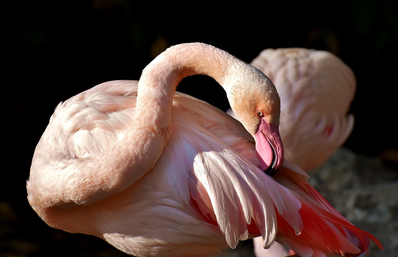 Image - flamingo bird colorful