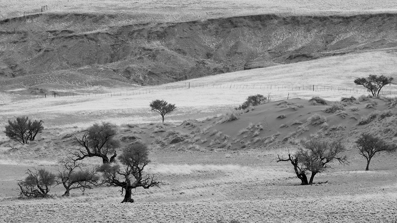 Image - the living desert namib desert sand