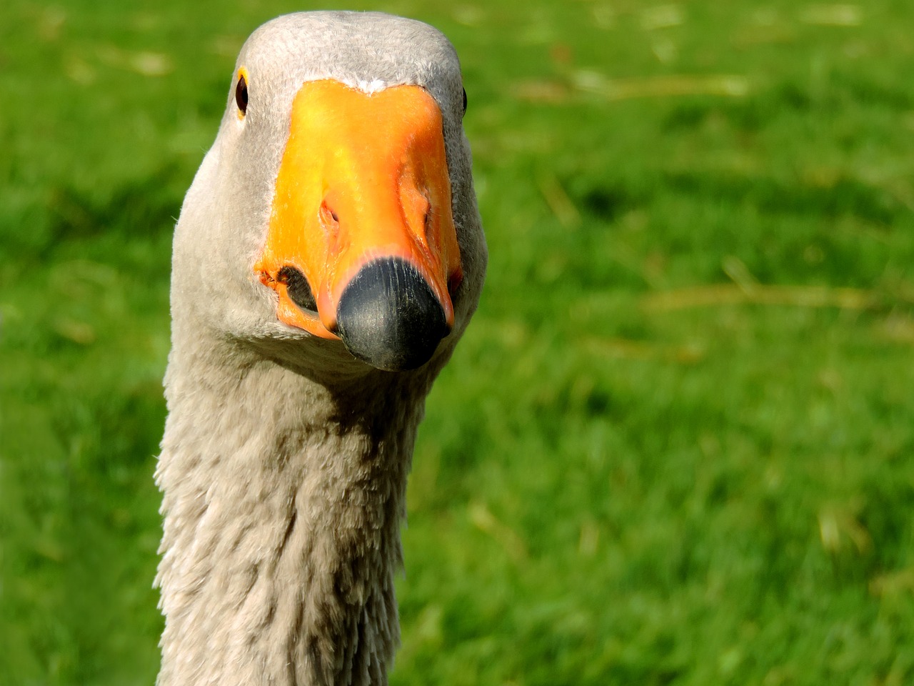 Image - goose duck bird head neck plumage