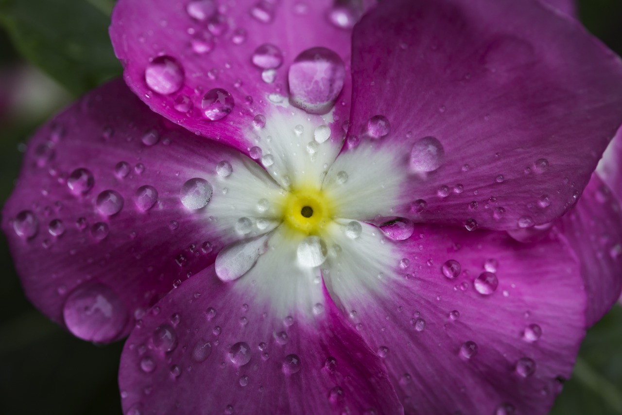 Image - flower water drops purple flower