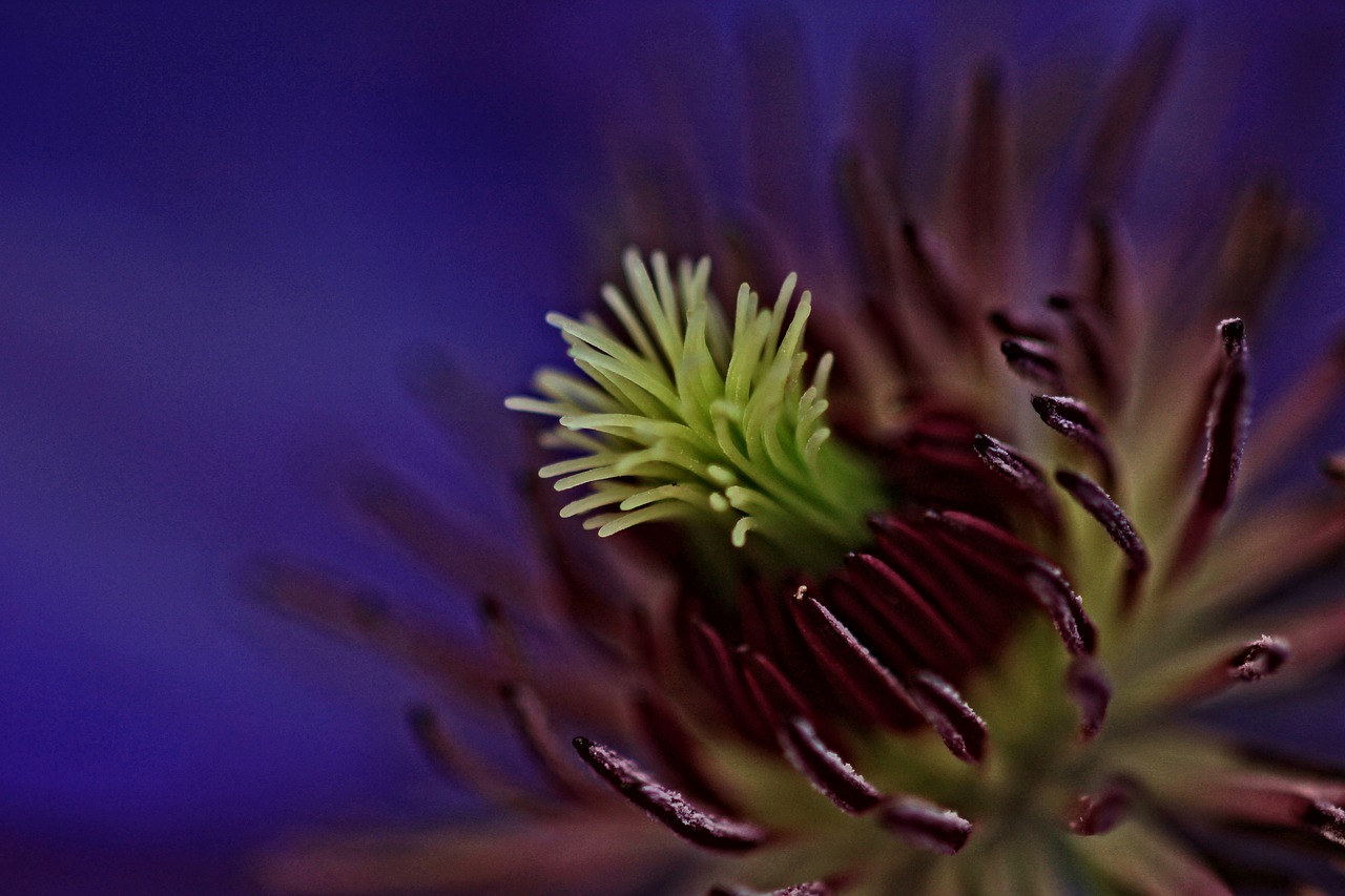 Image - clematis macro flower purple