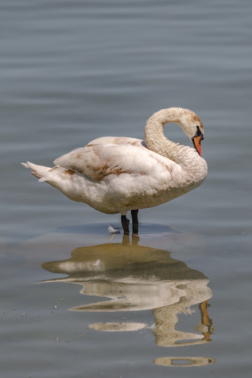 Image - swan animal relax water bird water