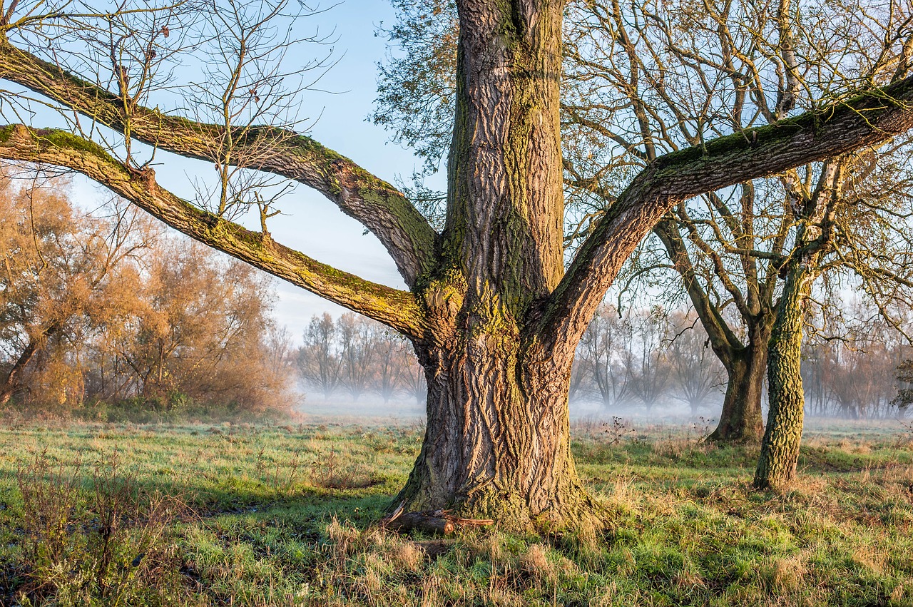 Image - tree aesthetic fog autumn mystical