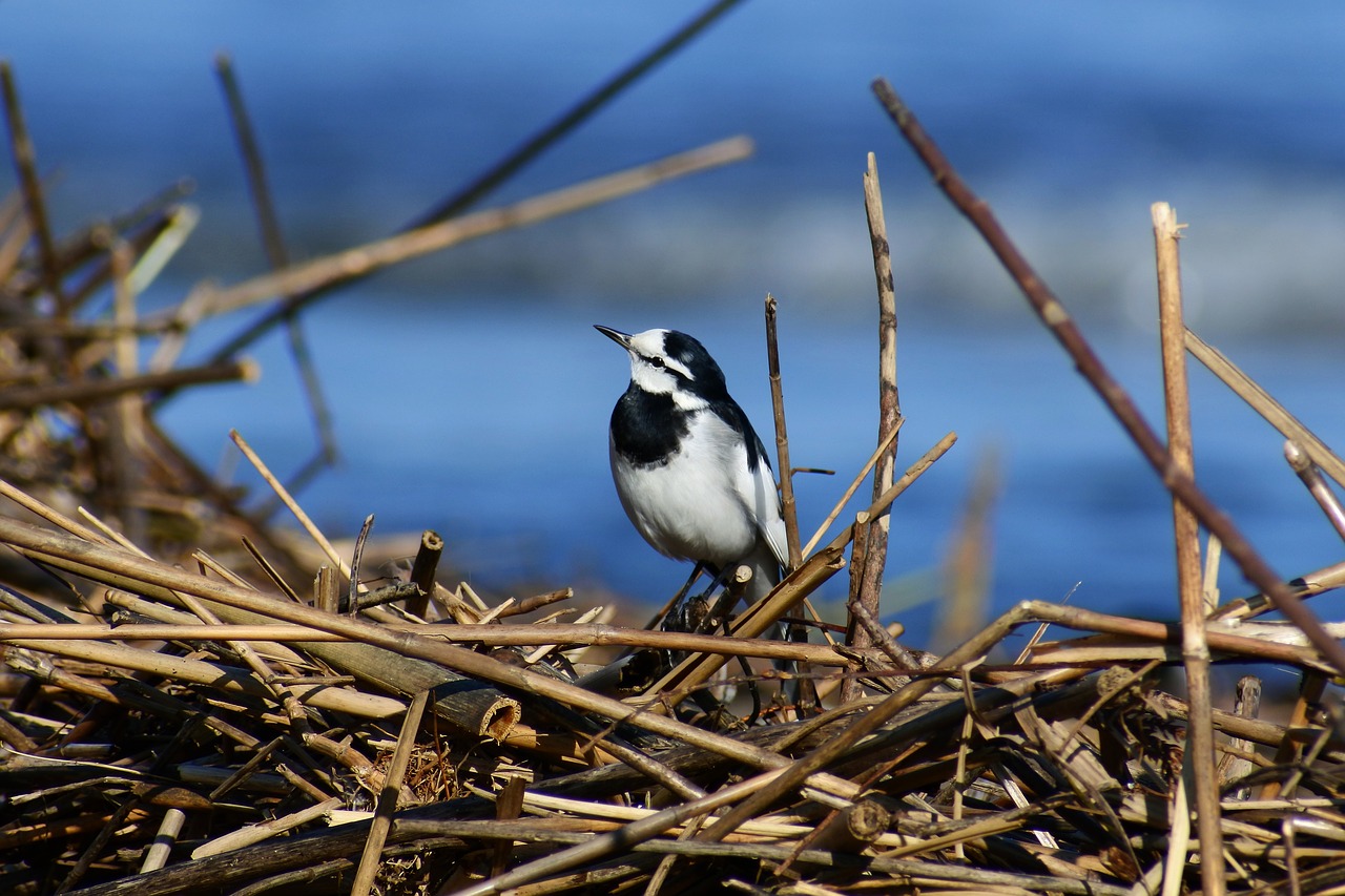 Image - animal river sea beach driftwood