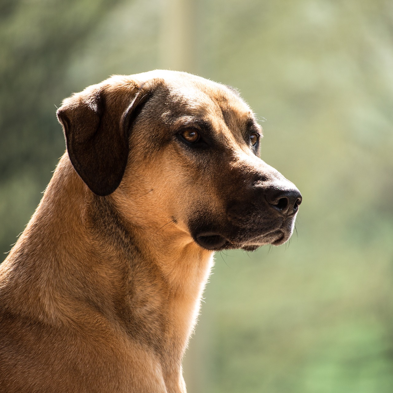 Image - dog kangal purebred dog big dog