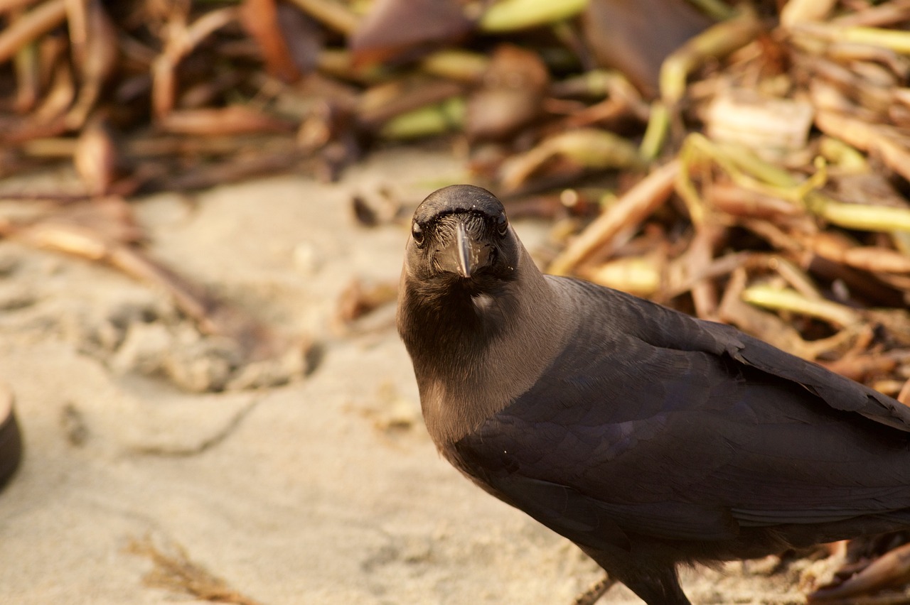 Image - nature bird wildlife sand outdoors