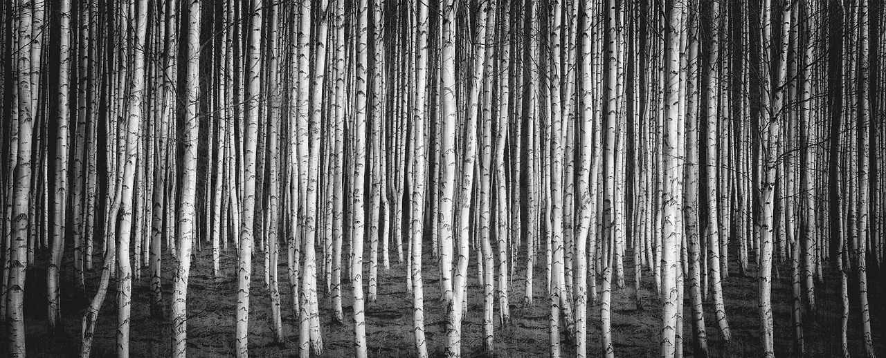 Image - birch brezový grove nature russia