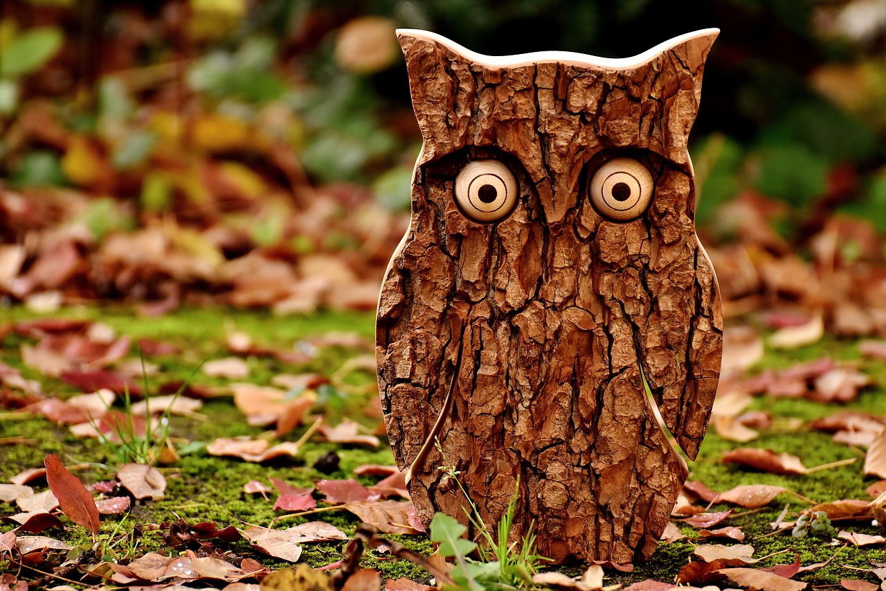 Image - owl tree bark animal autumn