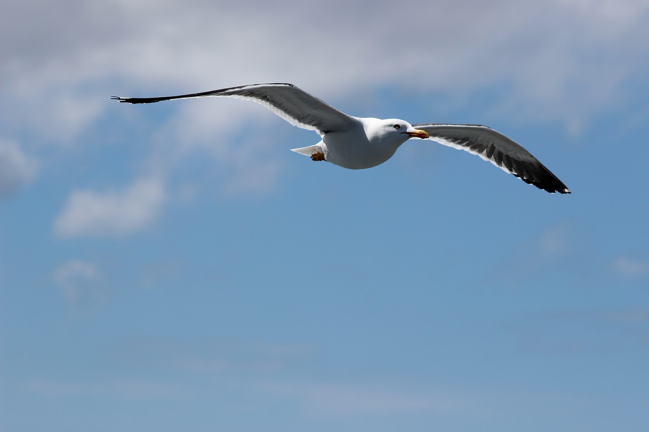 Image - seagull west frisian air