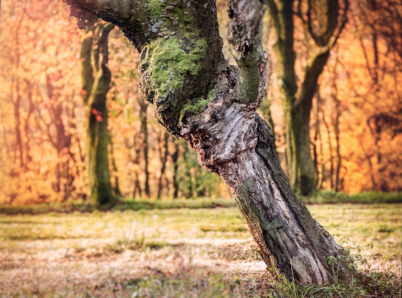 Image - autumn autumn mood time seasons