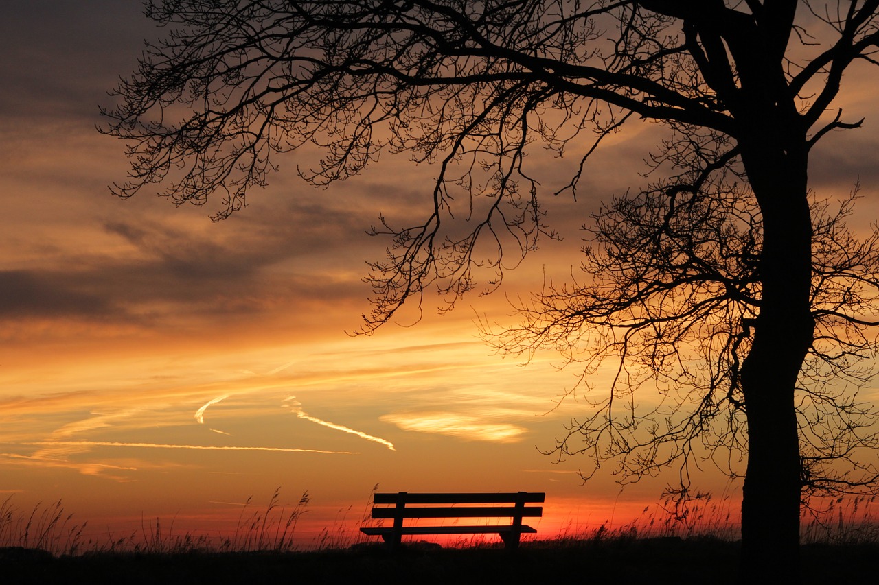 Image - tree sunset bench nature sun