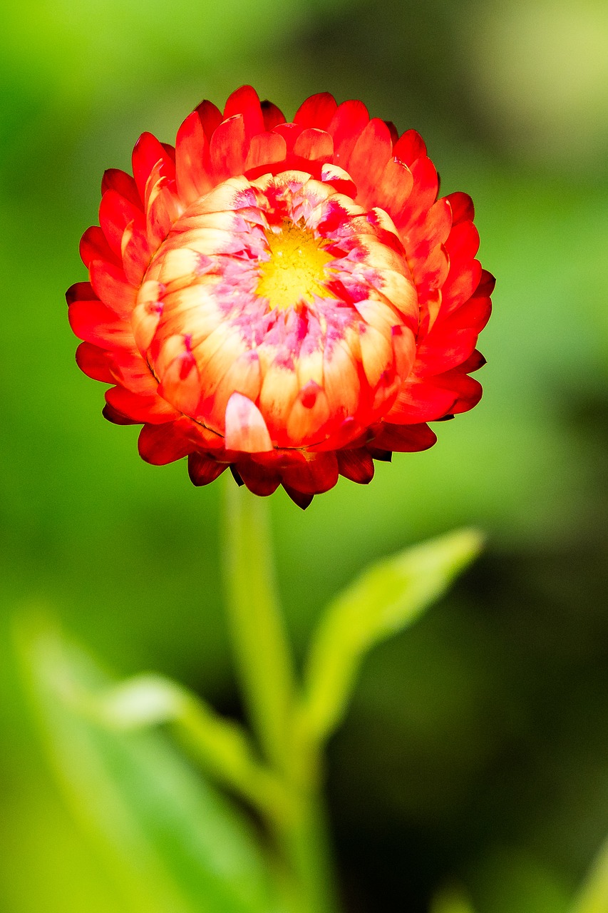 Image - flower italicum red nature