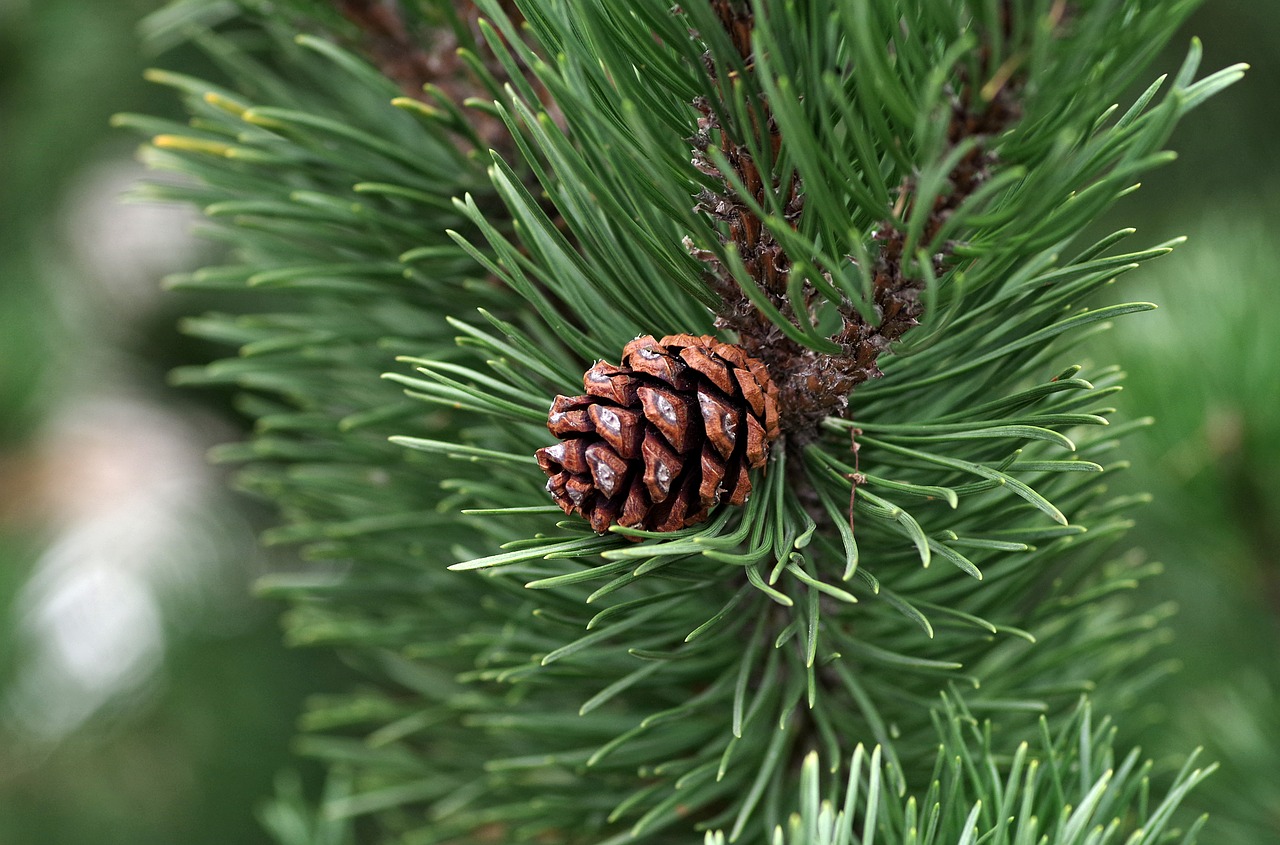 Image - pine pine cone essential oil