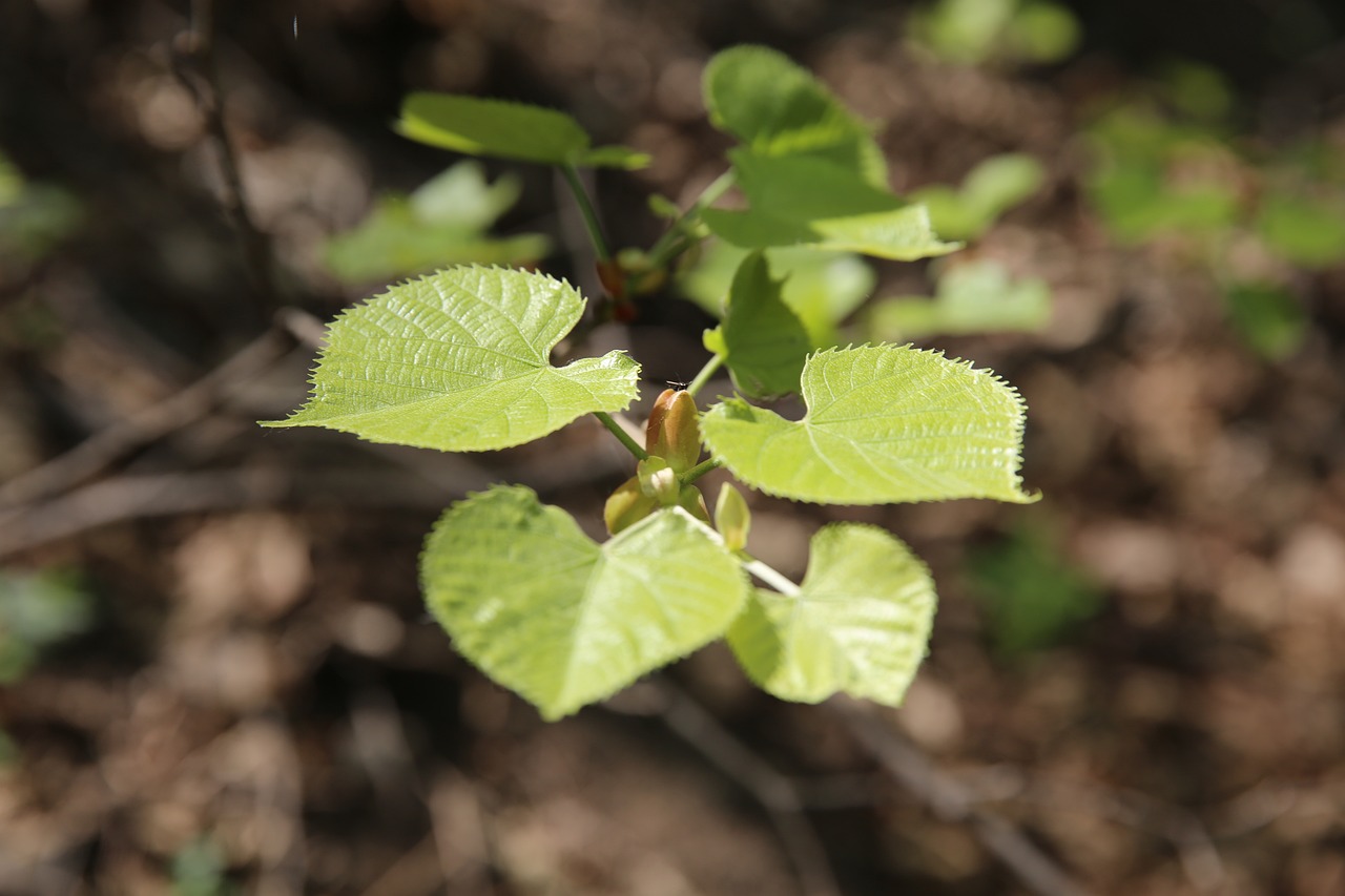 Image - plant linden tree natural