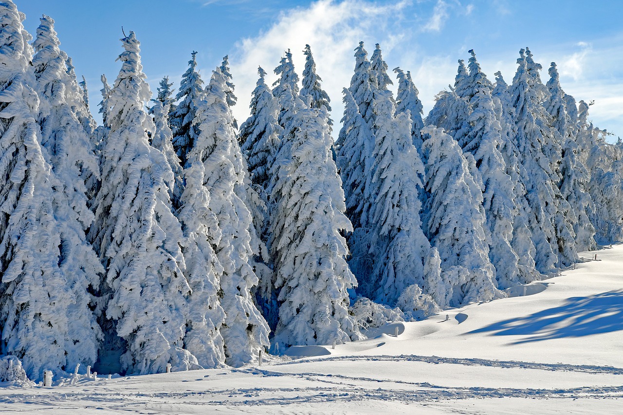 Image - wintry snow firs snowy